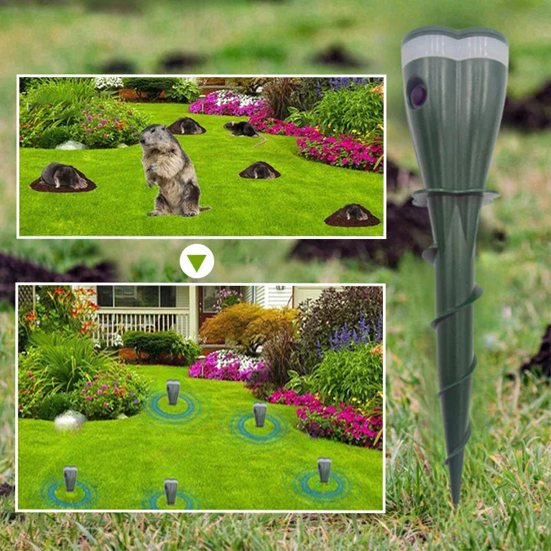 Before and after of the same lawn, first covered in fresh mole hills and then cleared with the stakes in place